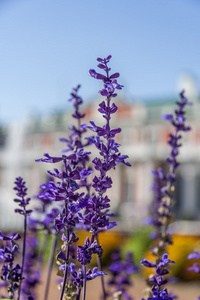 在公园里的紫色花