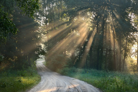 路和光束在强雾的森林
