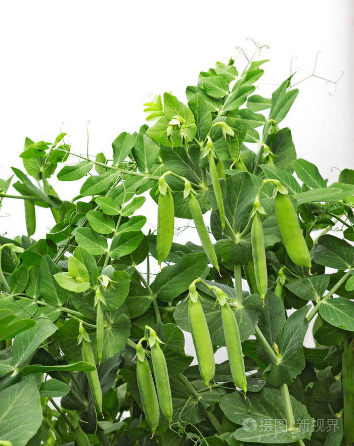 青豆种植豆荚