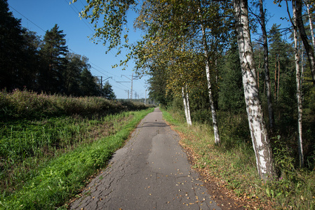 郊野路与桦木和老沥青路