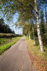 郊野路与桦木和老沥青路