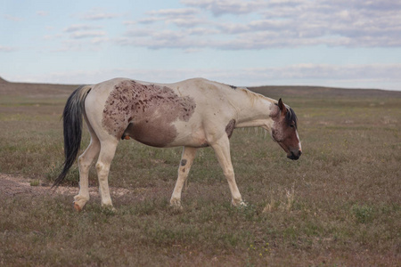 一匹野马在 Onaqui 山犹他州夏天