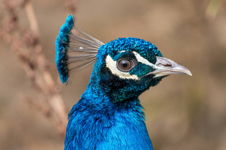 特写孔雀轮廓肖像。印度或蓝色孔雀 Pavo cristatus, 男性。美丽光泽的羽毛和波峰