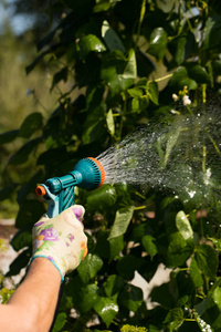 妇女浇灌的植物洒水枪喷雾器
