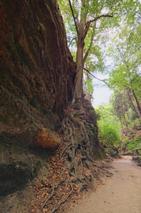 美丽的绿色背景下的石头和天空：夏天的公园路径