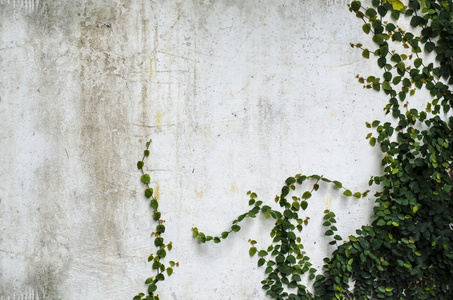 混凝土墙上的登山者植物