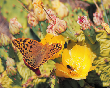 蝴蝶 Argynnis 在仙人掌开花