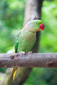 绿鹦鹉鸟