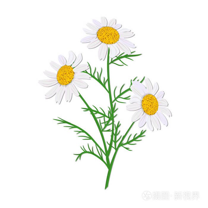 插画 菊花或洋甘菊.与茎分离的野花.设计邀请 婚礼.eps
