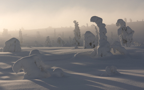 轻雾雪冬林     