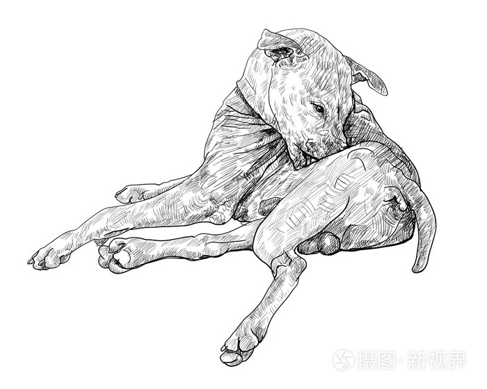 癞皮狗