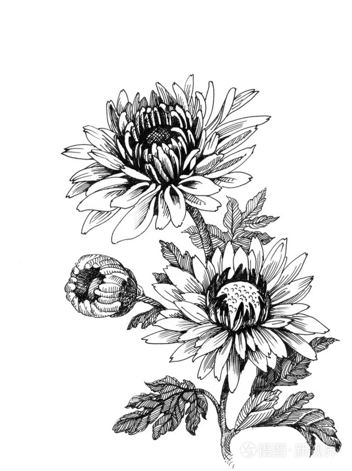 手绘菊花