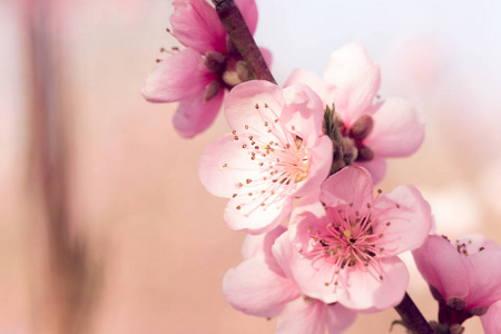 春樱桃树粉红色开花特写