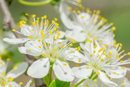 关闭宏梅花枝白花, 背景模糊