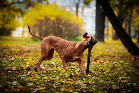秋天的犬种罗得西亚脊背龙
