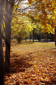 秋天在公园的五颜六色的叶子。秋季自然背景。秋树和树叶