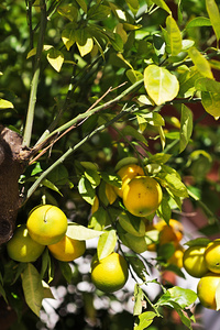 成熟的柠檬，挂在一棵树上