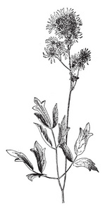 一张图片显示的是泰利克特鲁姆芬德莱里。它属于蝴蝶科, 兰纳科。这是多年生草本植物。它原产于北美西部, 复古线条绘制或雕刻插图