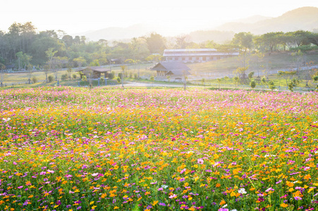 开花宇宙花卉领域