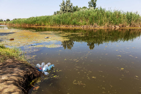 小垂死的河流布满了沼泽植物。周围的污染, 藻类的快速生长。生态问题。在水中的垃圾。塑料瓶污染自然。河里的瓶子和垃圾