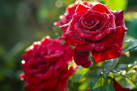 露水滴在红玫瑰花瓣上。自然花卉背景
