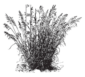这张图片是雀麦草的草, 这草是3ft 长而薄, 这一堆草, 复古线条画或雕刻插图