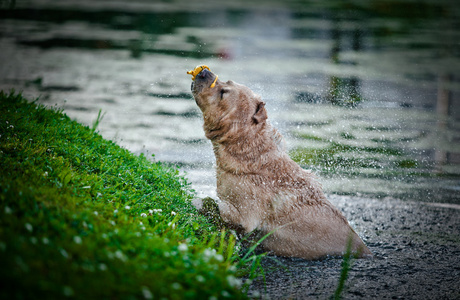 在性质上狗拉布拉多犬