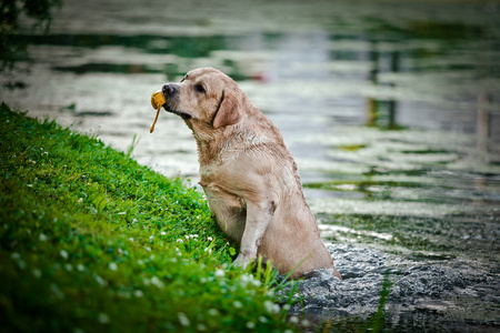 在性质上狗拉布拉多犬