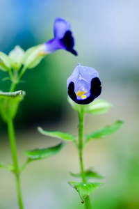 花园里美丽的紫罗兰玄参花图片