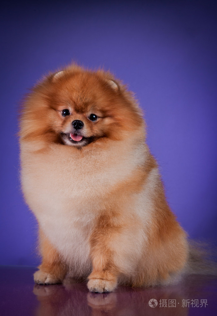 狗繁殖博美犬