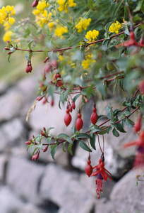 樱红色植物，爱尔兰丁格尔，县克里