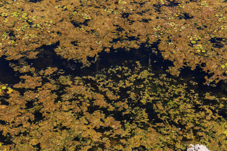 夏天公园湖泊风景