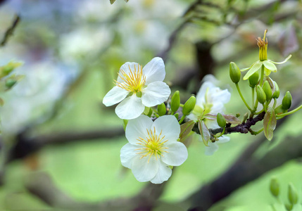 越南的杏花盛开在农历新年与白色绽放芬芳的花瓣信号春天来了, 这是新年吉祥的象征花朵。