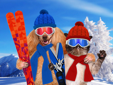 狗和一只猫和滑雪