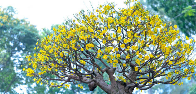 杏花盛开在越南农历新年黄色盛开芬芳花瓣信号春天来了，这是好运气的象征花在新年元旦