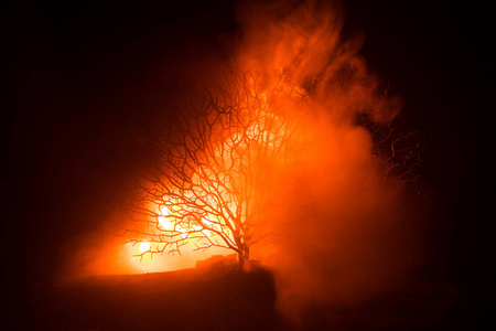 可怕的万圣节树的剪影暗雾色调的火。恐怖的恐怖树万圣节的概念。选择性聚焦