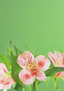 颜色背景上的 Alstroemeria