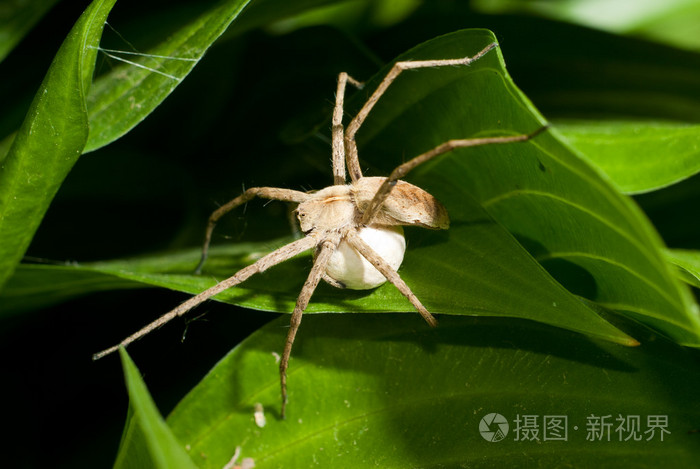 用蛋袋狼蜘蛛