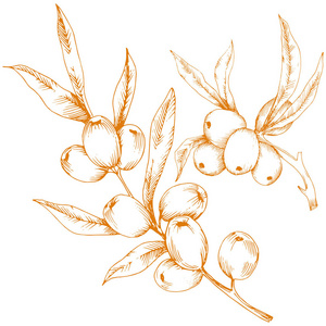 橙沙棘植物。白色背景上的矢量图标。背景纹理包装图案框架或边框的矢量花