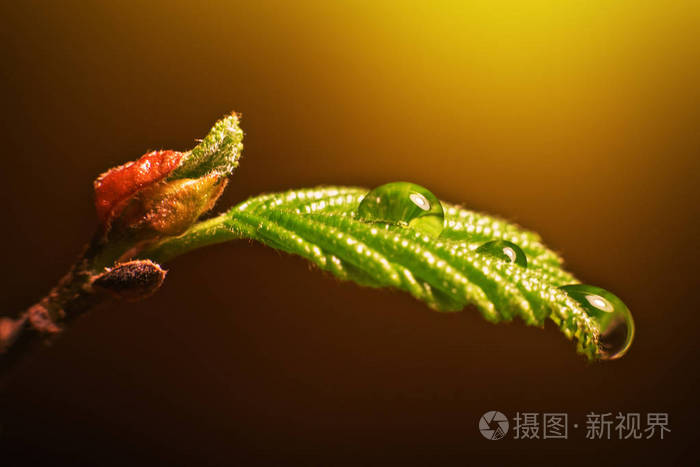 在黄色的阳光下植物叶片上的新鲜水滴宏照片