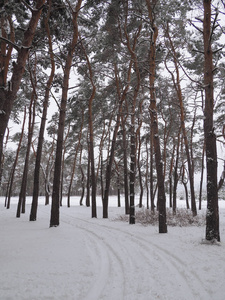 白色公路附近的冰冻冬季树木