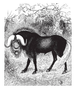 野牛属, 包括羚羊复古线条画或雕刻插图