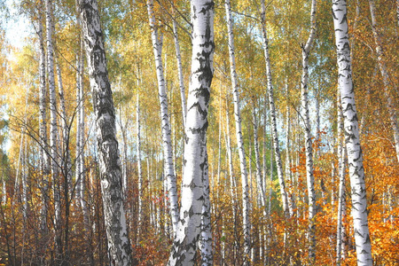 美丽的场面与桦树在黄色秋天桦木森林在10月在桦树树丛里其他桦树