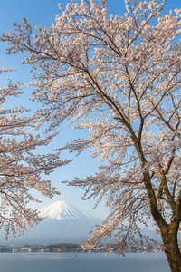 樱花树开花, 富士山和河口湖在春天季节