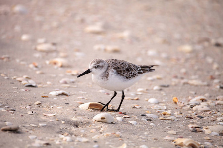 西鹬水鸟 Calidris 马利