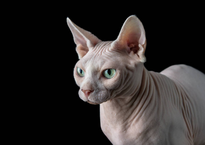 Sphynx 猫与小猫