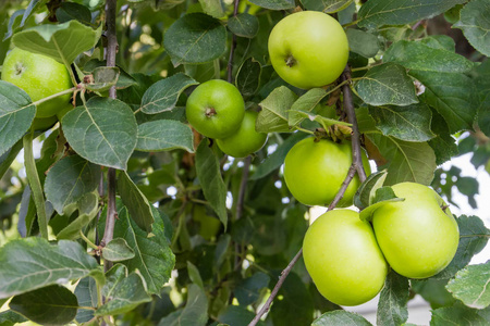 果园苹果树枝与绿苹果的背景