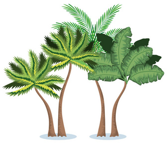 热带和异国情调的棕榈树