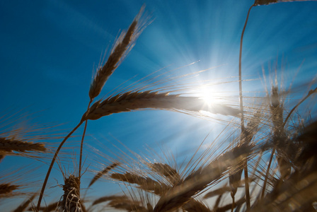 在太阳的光线中的小麦耳朵图片