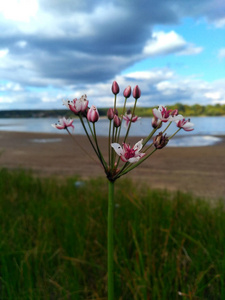 特写 Butomus 的花朵与河流和多云的天空背景